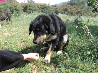 Ο Καίσαρας ψάχνει σπίτι