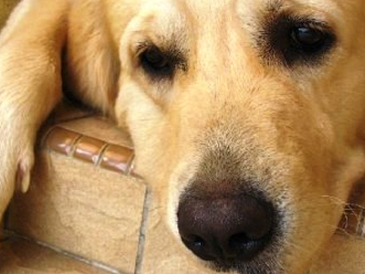 Σύλληψη για κακοποίηση ζώου