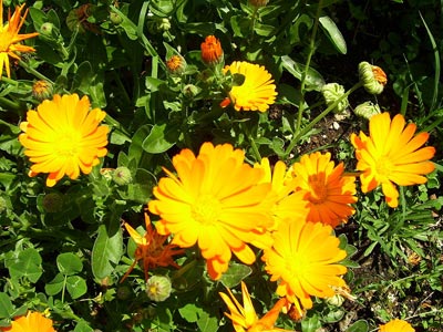 Καλέντουλα: Το θεραπευτικό βότανο