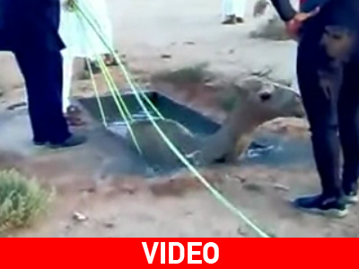 Μαρτυρικός θάνατος καμήλας στη Σαουδική Αραβία