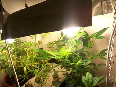 Καλλιεργούσε κάνναβη στην αυλή της