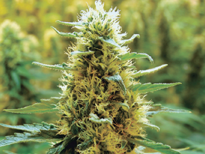 Μία σύλληψη για κατοχή ναρκωτικών στην Καβάλα