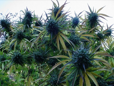 Σύλληψη για ναρκωτικά στην Καβάλα