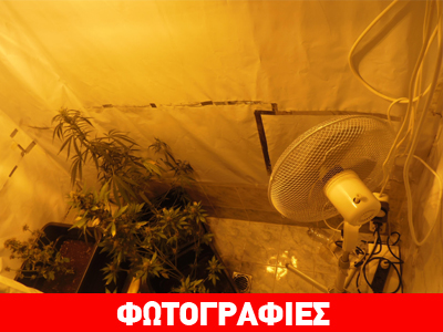 Μία σύλληψη για καλλιέργεια κάνναβης