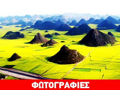 Κανόλα: Ένας κίτρινος παράδεισος!