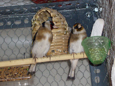 Συνελήφθη κλέφτης πτηνών στη Θεσσαλονίκη