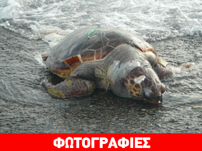 Νεκρή καρέτα-καρέτα στο Αλεποχώρι