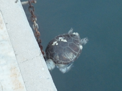 Νεκρή καρέτα-καρέτα στον Παγασητικό