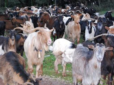 Απειλούν να… κατεβάσουν τα κατσίκια