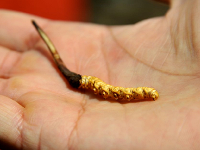 Το «Viagra της Ινδίας»