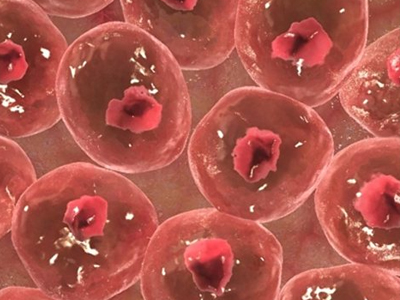 Αναπαραγωγή ανθρωπίνων μελών από κύτταρα του δέρματος