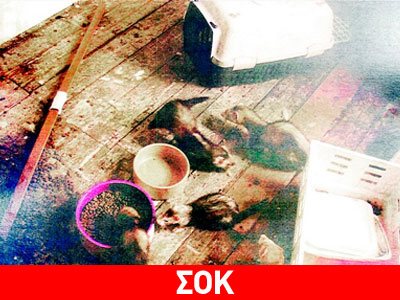 Άφηνε τον 4χρονο γιο της παρέα με νυφίτσες και σκυλιά