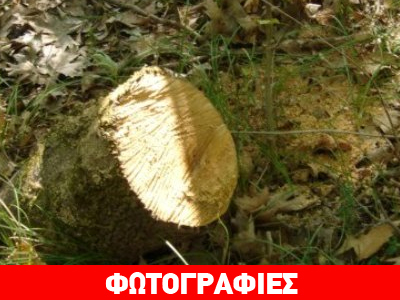 Οικολογική καταστροφή στον Ξεριά Λαμίας