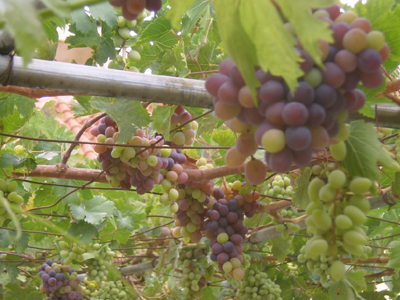 Η ευρηματικότητα του Κρητικού