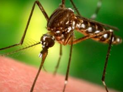 Ενημέρωση από το ΚΕ.ΕΛ.Π.ΝΟ. για τα κουνούπια