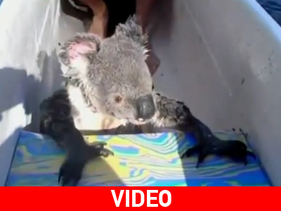 Ένας δεινός κολυμβητής!