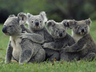 Θύμα της υπερθέρμανσης του πλανήτη το κοάλα