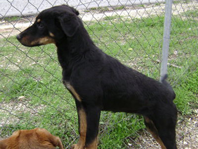 Ψάχνει οικογένεια