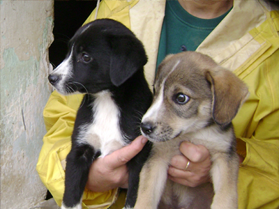 Η Ρέα και ο Βασιλάκης ψάχνουν σπίτι