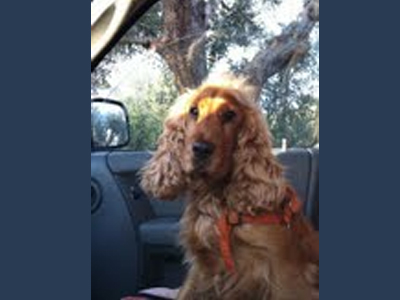 Χάθηκε κόκερ στην Αγία Παρασκευή