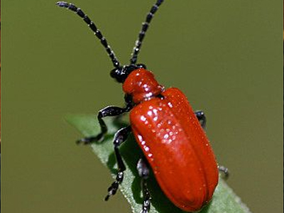 Εμφανίστηκε κόκκινο σκαθάρι στη Χαλκιδική