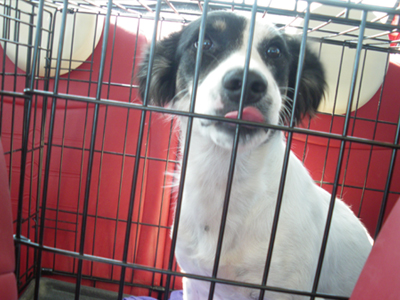 Ποιος θα την υιοθετήσει;