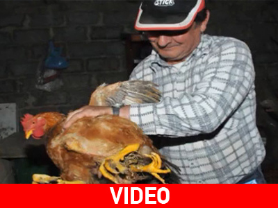 Κόκορας με τρία πόδια στο Αντίρριο