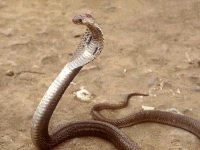 Δάγκωσε μέχρι θανάτου την κόμπρα που του επιτέθηκε