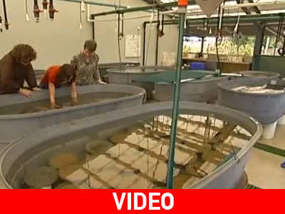 Καταψύχουν κοράλλια στην Αυστραλία Καταψύχουν κοράλλια στην Αυστραλία