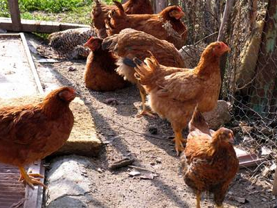 Κοτέτσι γεμάτο πυρομαχικά