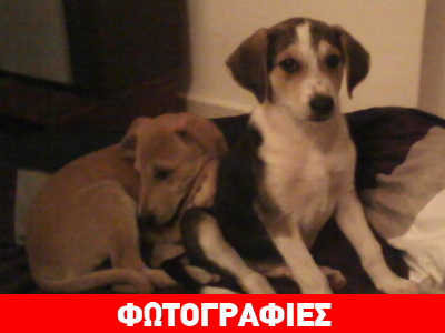 Ψάχνουν σπίτι