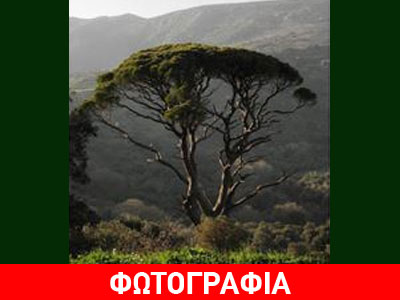 Κόβουν υπεραιωνόβια κουκουναριά για να περάσει δρόμος