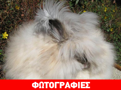 Το κουνέλι με το πιο… φουντωτό τρίχωμα!
