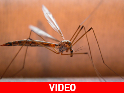 Λαμία: Τα κουνούπια ταλαιπωρούν ακόμη τους κατοίκους