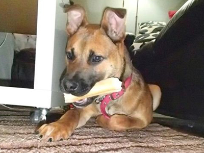 Ποιος θα τον υιοθετήσει;