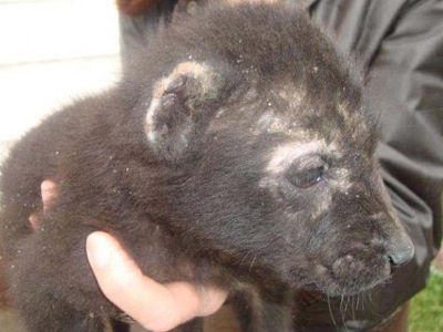 Έκοψαν τα αυτιά σε κουτάβι 10 ημερών