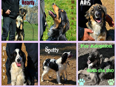 Χαρίζονται πανέμορφα κουταβάκια