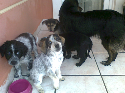 Κουτάβια μεσαίου μεγέθους ζητούν σπίτι!