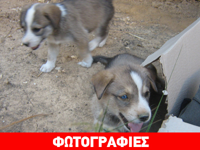 Οι Donald, Mickey και Goofy ψάχνουν σπίτι