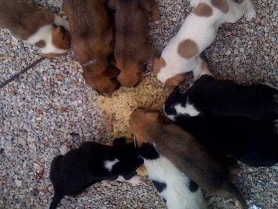 Κουτάβια ζητούν βοήθεια!