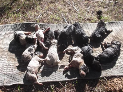 Βρήκαν πεταμένα σε σακούλες 13 κουτάβια