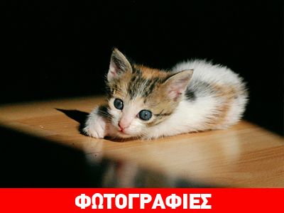 Ποιος θα την υιοθετήσει;