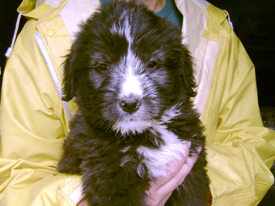 Ένας γλυκός αρκουδοκουταβάκος μόνο για εσάς!