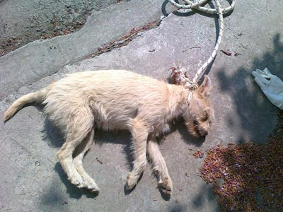 Ν. Ιωνία: Βρήκαν απαγχονισμένο κουτάβι