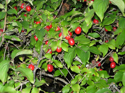 Γνωστά για τις φαρμακευτικές τους ιδιότητες τα κράνα