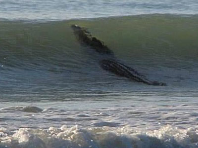 Τεράστιος κροκόδειλος σπέρνει τον πανικό σε παραλία!