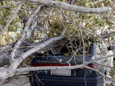 Ξεριζώθηκαν δέντρα στον Βόλο