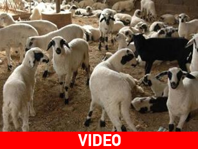 Και οι κτηνοτρόφοι παρακάμπτουν τους μεσάζοντες