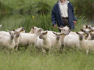 Αντιμέτωποι με την έλλειψη ζωοτροφών οι κτηνοτρόφοι