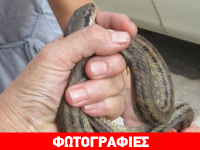 Ένας λαφιάτης στην Κυψέλη